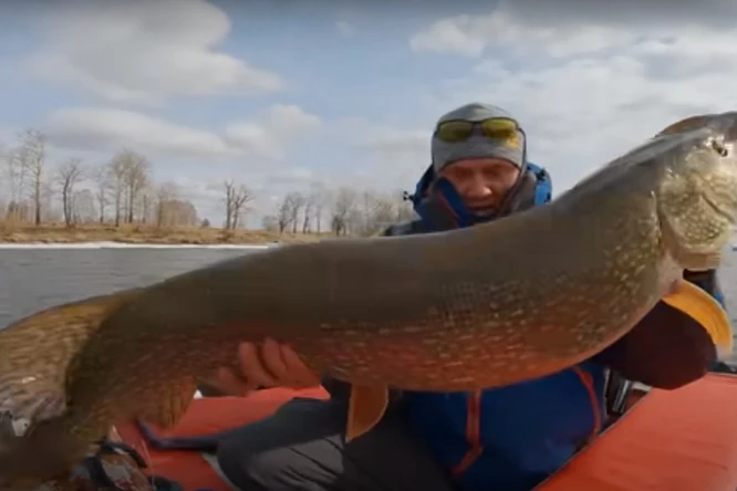 Рыбак из Новосибирска поймал щуку весом почти 12 килограммов